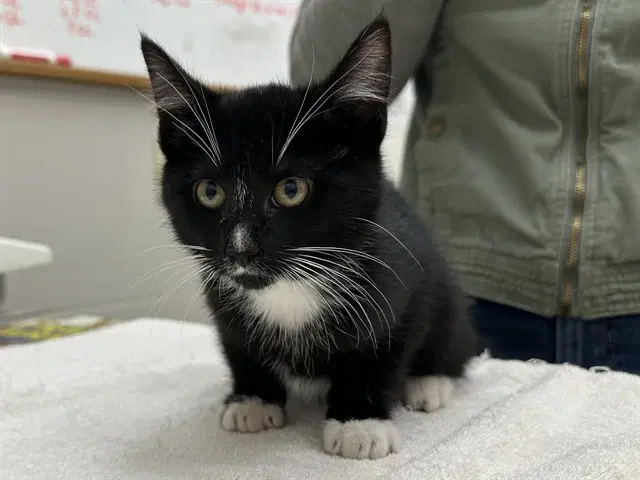 Denim - Domestic Short Hair
