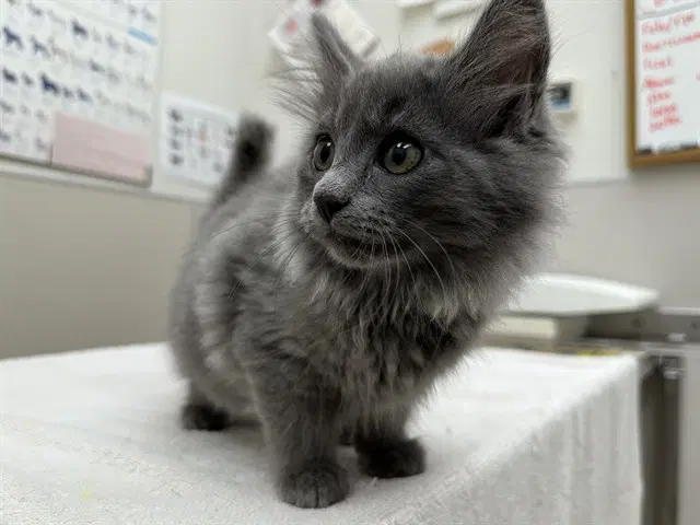 Cashmere - Domestic Medium Hair