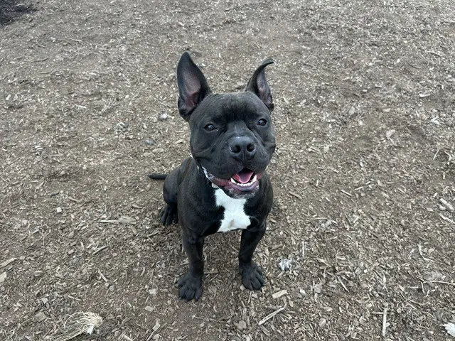 Smoke - Pit Bull Terrier