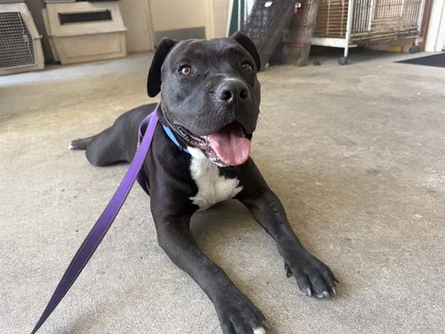 Mookie - Pit Bull Terrier