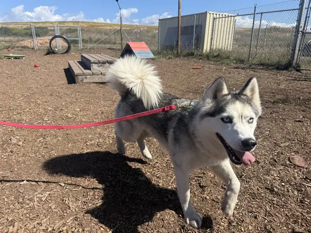 Star - Siberian Husky