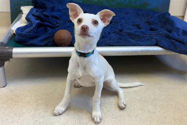 Basil - Chihuahua