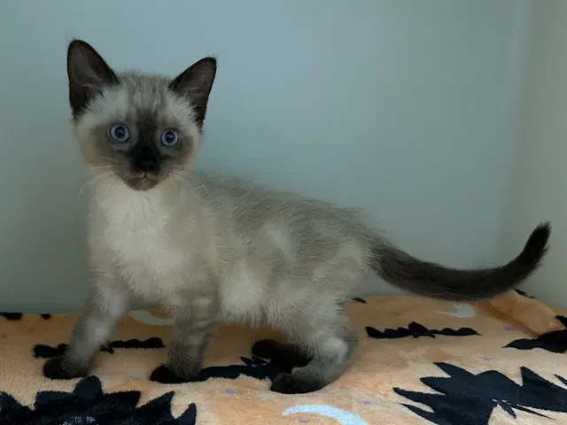 Ivan - Siamese