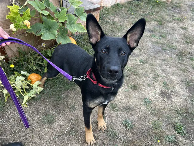 Delgado - German Shepherd Dog
