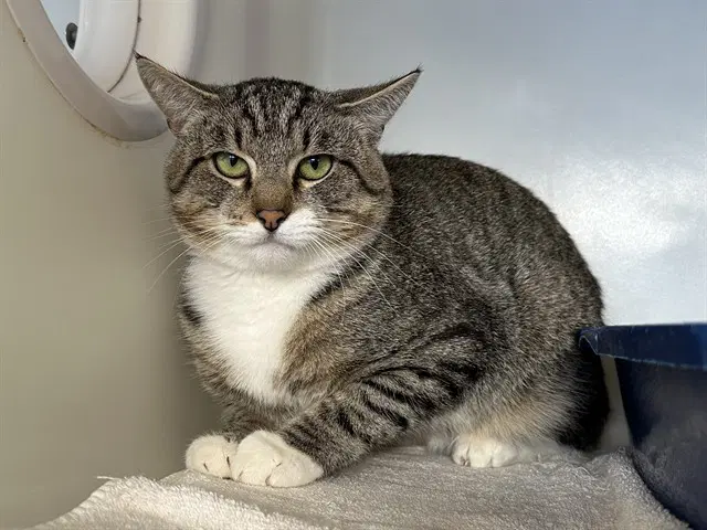 Angelo - Domestic Short Hair