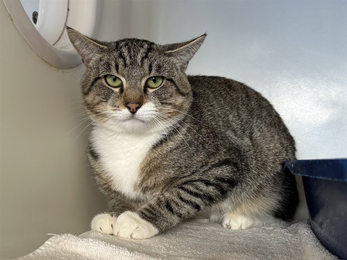 ANGELO, a cat for adoption from Humboldt County Sheriff's Animal Shelter