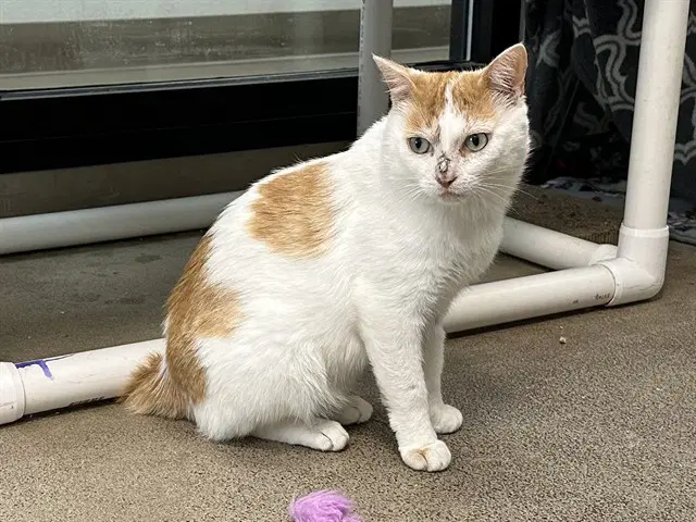 Micah - Domestic Short Hair