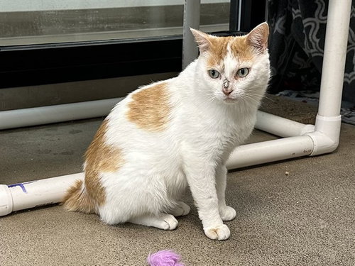 MICAH, a cat for adoption from Humboldt County Sheriff's Animal Shelter