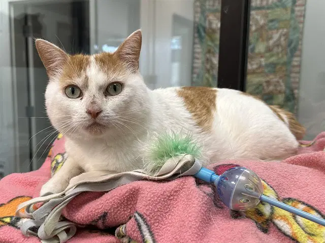 Micah - Domestic Short Hair