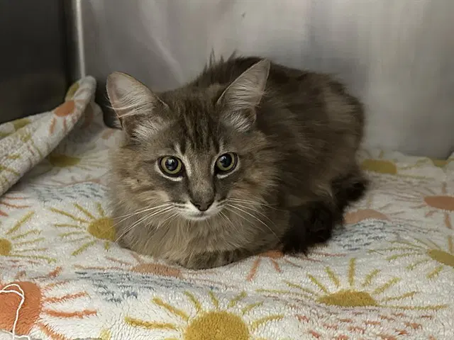 Cloud - Domestic Medium Hair