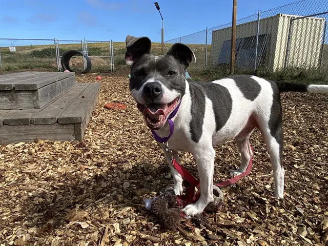 Axel - Pit Bull Terrier