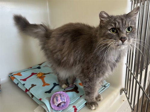 BERNICE, a cat for adoption from Humboldt County Sheriff's Animal Shelter