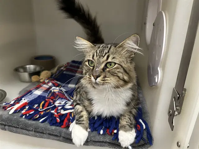 Elvis - Domestic Medium Hair