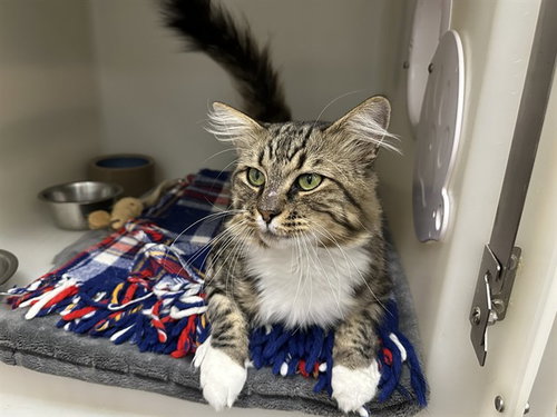 ELVIS, a cat for adoption from Humboldt County Sheriff's Animal Shelter