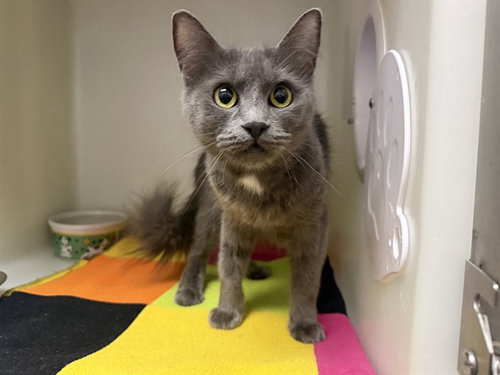 STORMY, a cat for adoption from Humboldt County Sheriff's Animal Shelter