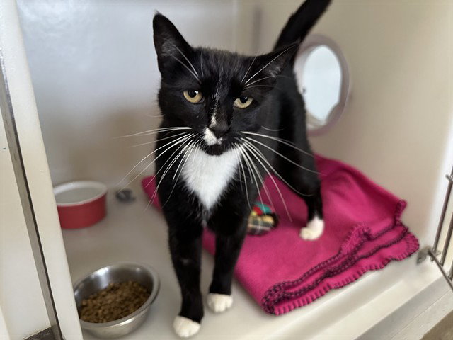 Simone, Domestic Short Hair