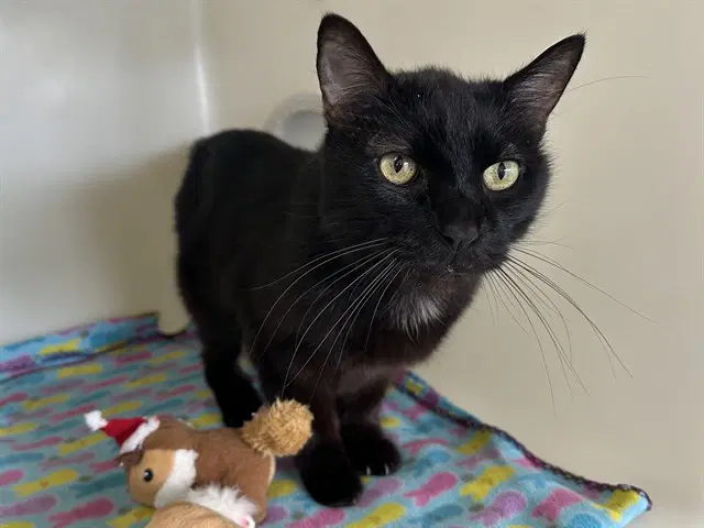 Nyx - Domestic Medium Hair