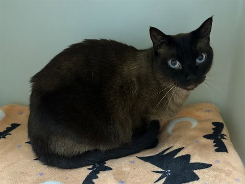 ELWOOD, a cat for adoption from Humboldt County Sheriff's Animal Shelter