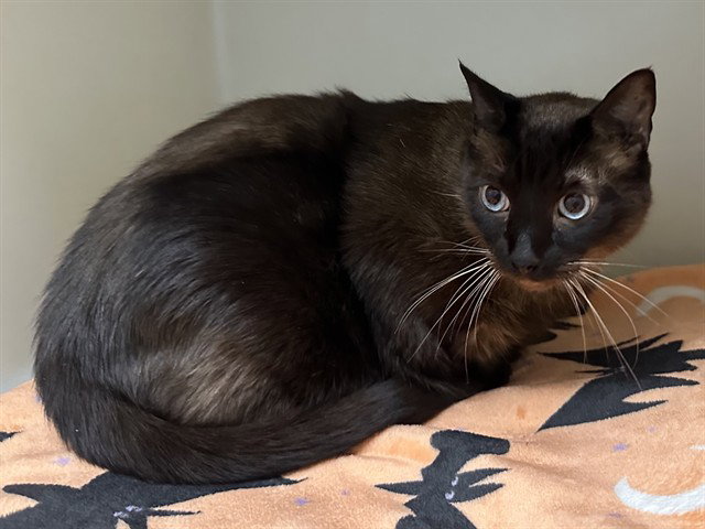 Jake, Siamese