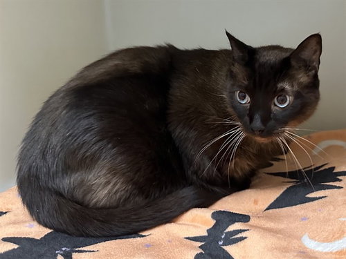 JAKE, a cat for adoption from Humboldt County Sheriff's Animal Shelter