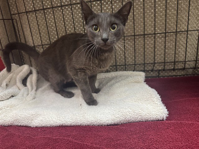 Kiwi, Domestic Short Hair