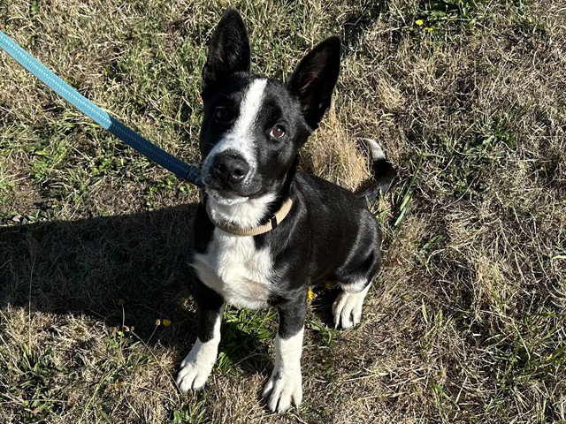 Rudy, Australian Cattle Dog/Blue Heeler