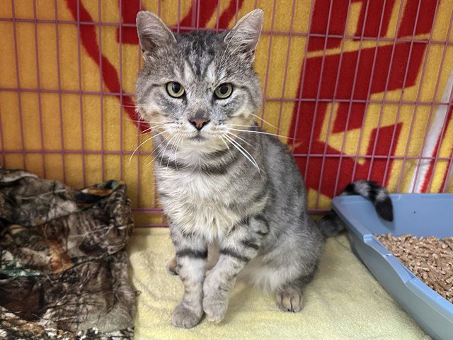 Gunther, Domestic Short Hair