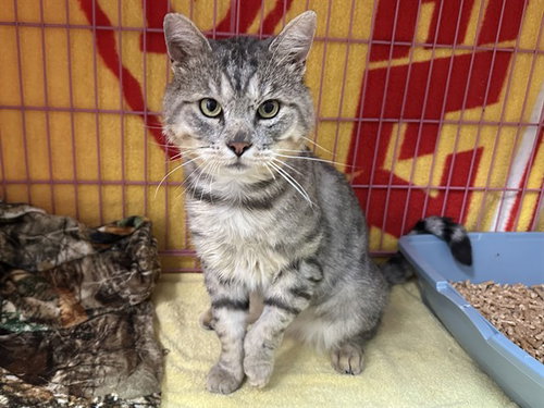 GUNTHER, a cat for adoption from Humboldt County Sheriff's Animal Shelter