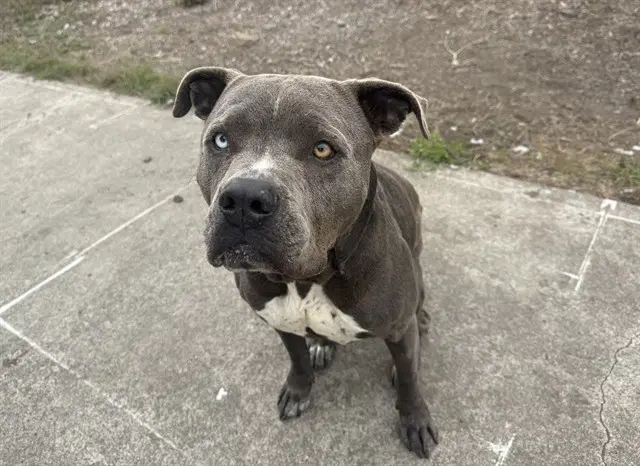 Gene Kelly - Pit Bull Terrier