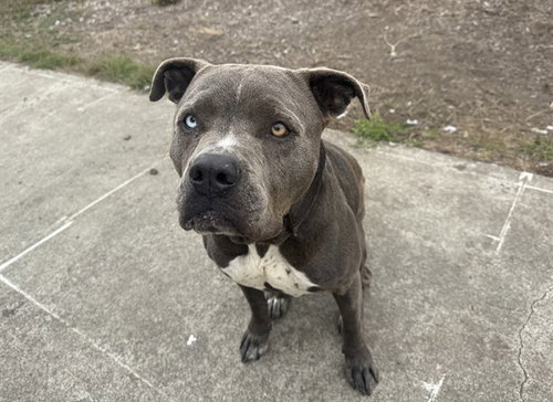 GENE KELLY, a dog for adoption from Humboldt County Sheriff's Animal Shelter