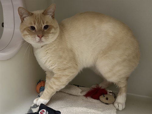 LEO, a cat for adoption from Humboldt County Sheriff's Animal Shelter