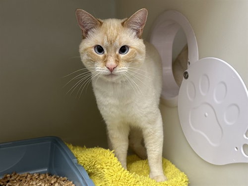 LUCA, a cat for adoption from Humboldt County Sheriff's Animal Shelter