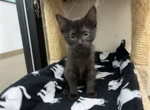 COAL, a cat for adoption from Humboldt County Sheriff's Animal Shelter
