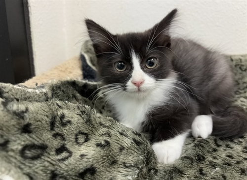 ASH, a cat for adoption from Humboldt County Sheriff's Animal Shelter