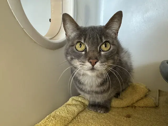Ollie - Domestic Short Hair