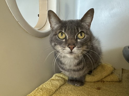 OLLIE, a cat for adoption from Humboldt County Sheriff's Animal Shelter