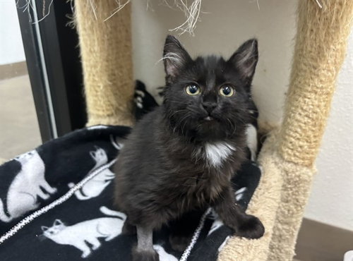 CINDER, a cat for adoption from Humboldt County Sheriff's Animal Shelter