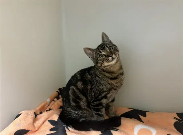 Tomas - Domestic Short Hair