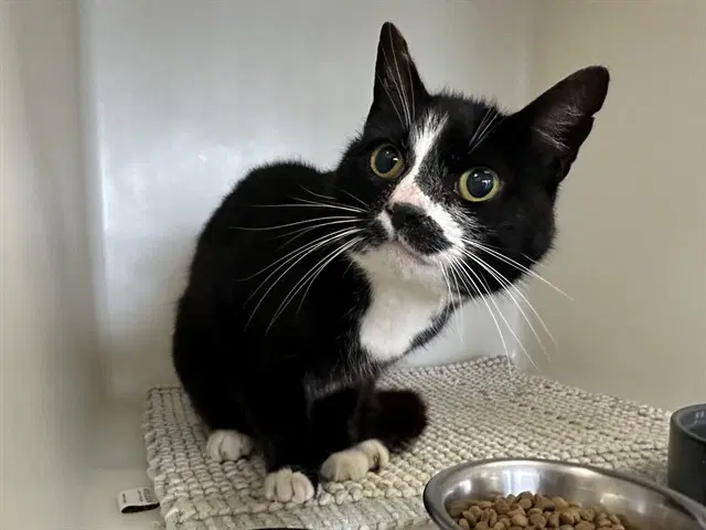 Frida - Domestic Short Hair