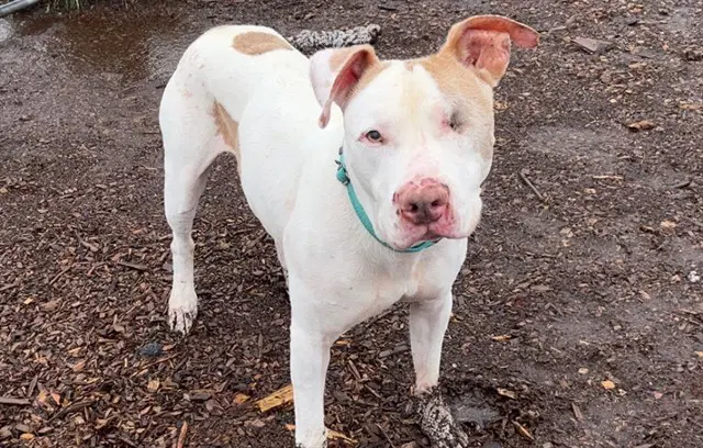 Jasper Sr - Pit Bull Terrier