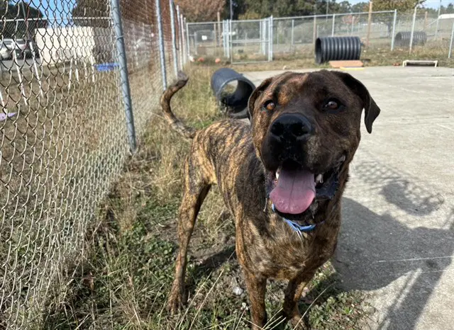 Rowley - Mastiff