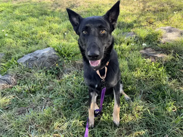 Ranger - German Shepherd Dog