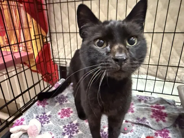 Amelia - Domestic Short Hair