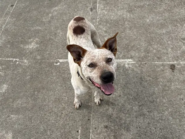 Beetle - Australian Cattle Dog/Blue Heeler