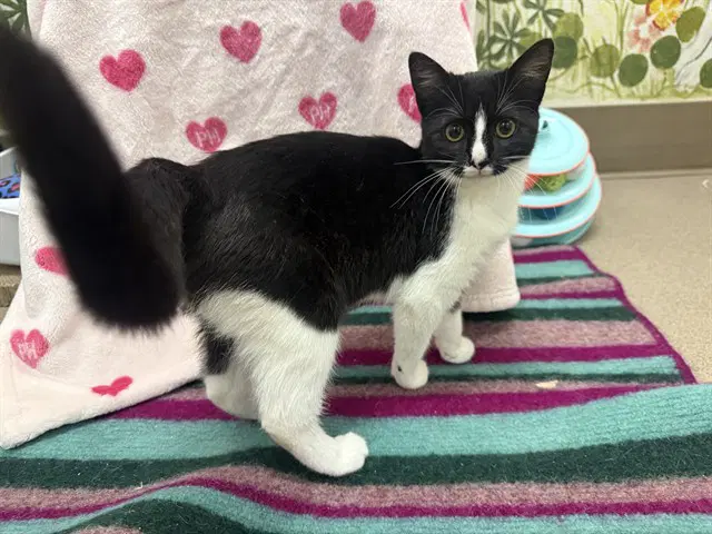 Clarabelle - Domestic Short Hair