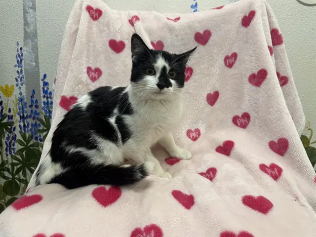 Ferdinand image 1