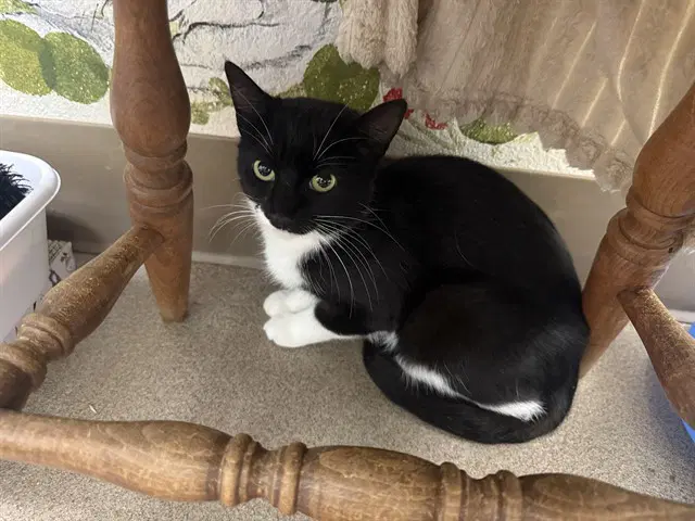 Bessie - Domestic Short Hair