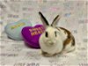 adoptable Rabbit in santa cruz, CA named BOOTS*