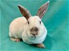 adoptable Rabbit in santa cruz, CA named ADELINE*