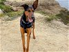 adoptable Dog in santa cruz, CA named CHOCO